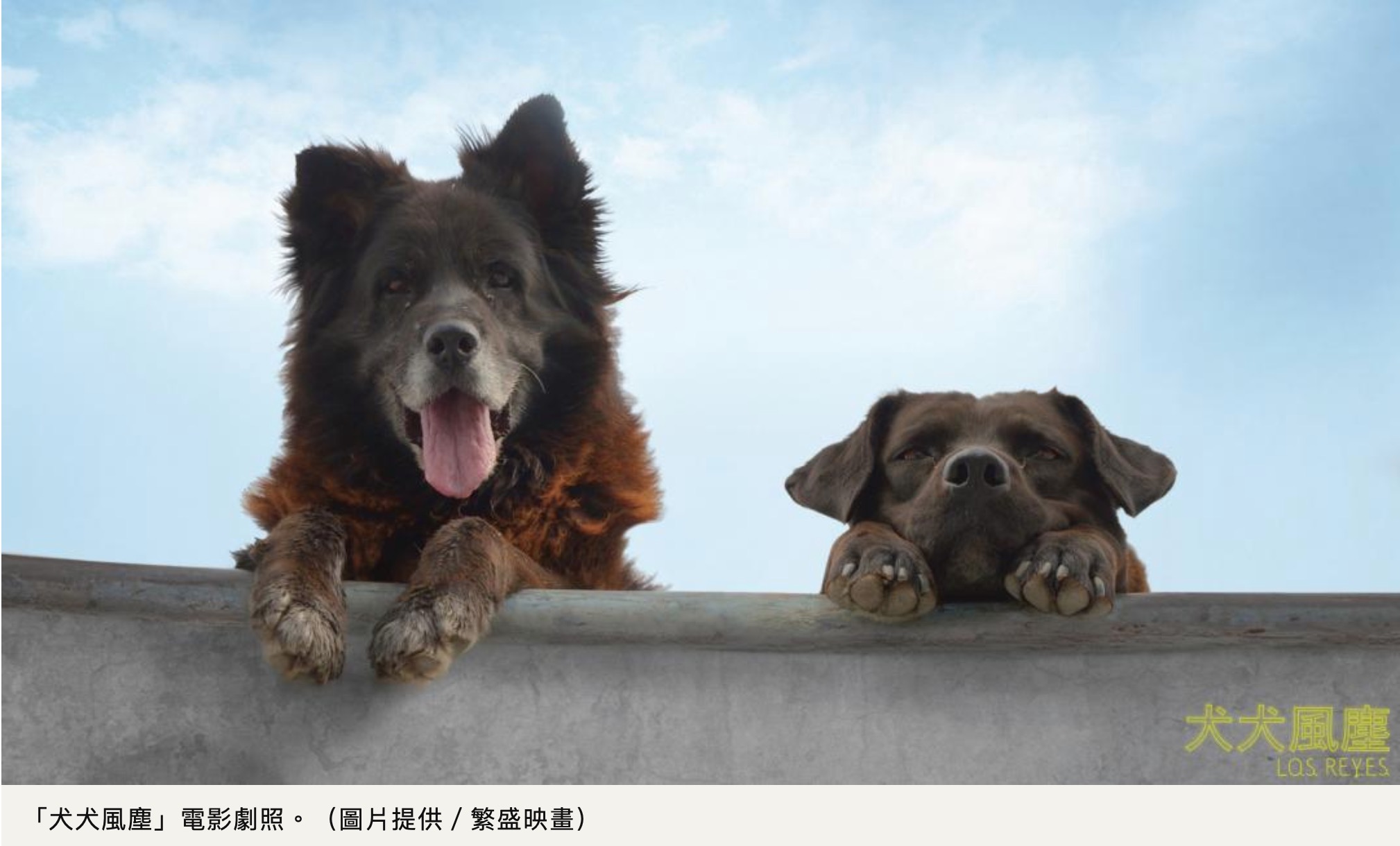 用2年貼身拍攝 進入「犬犬風塵」世界