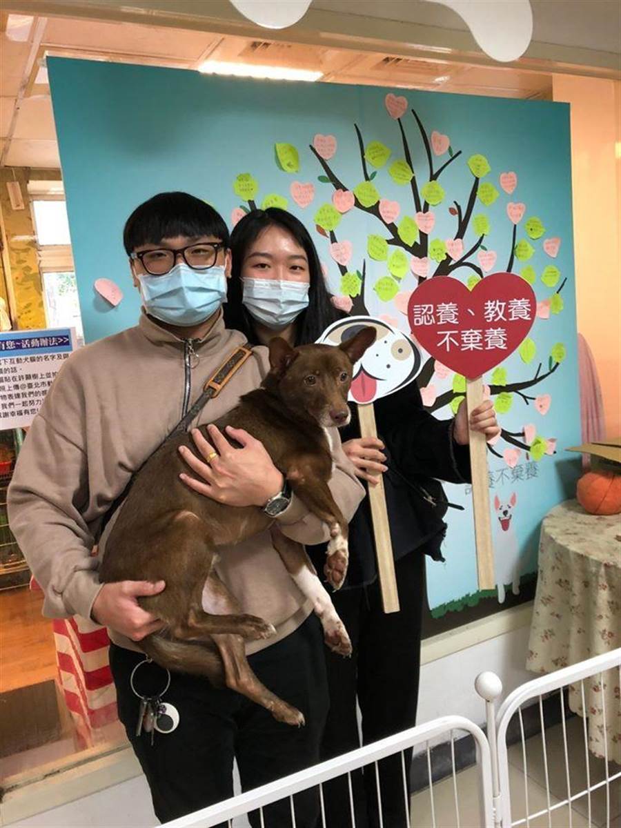 北市推免費寵物保險 認養數不增反減
