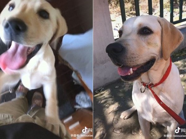 毛孩去天堂，主人到醫院捐飼料卻遇見..