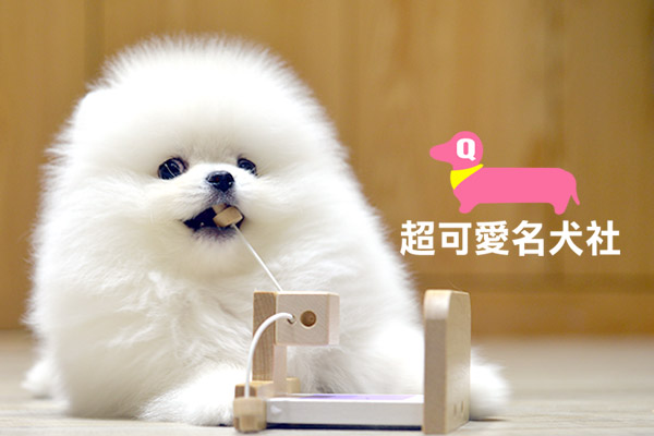 嚴選合法寵物店-超可愛名犬社
