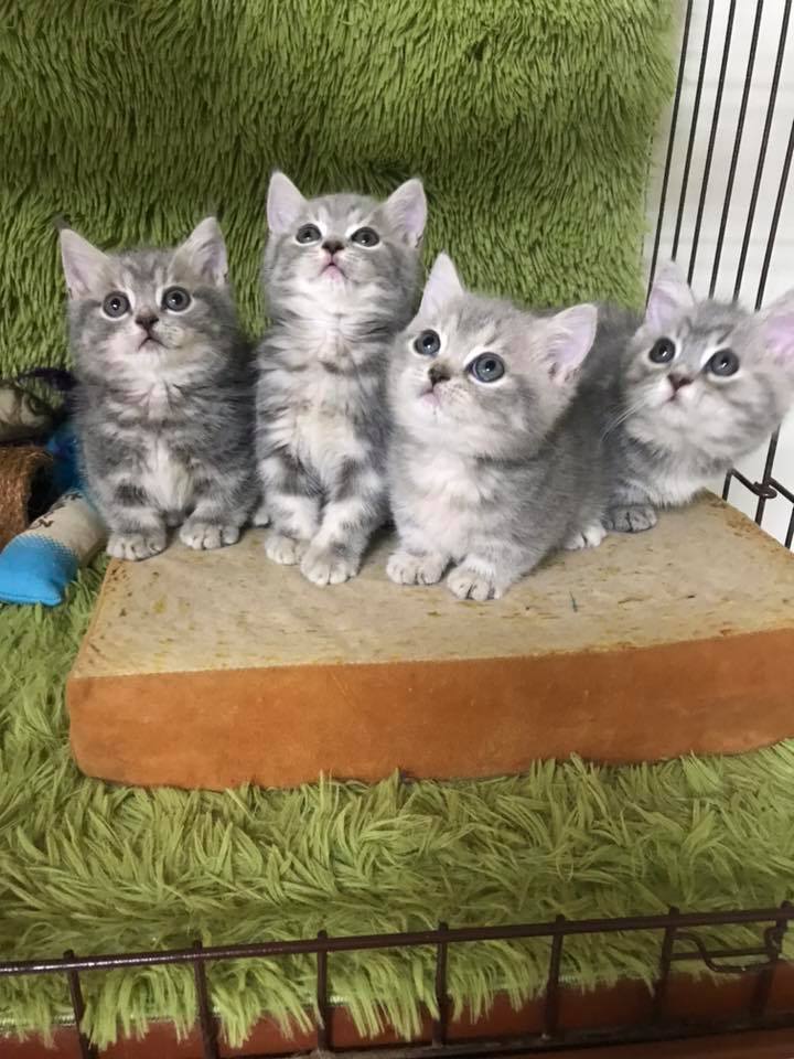 魔法森林／藍虎斑曼赤肯貓