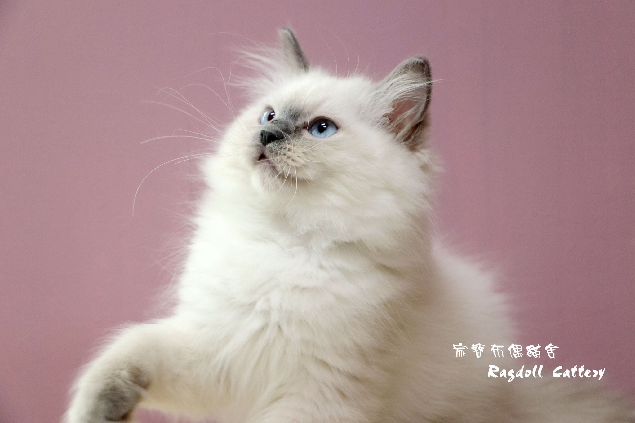 家寶寵物／藍重點布偶貓