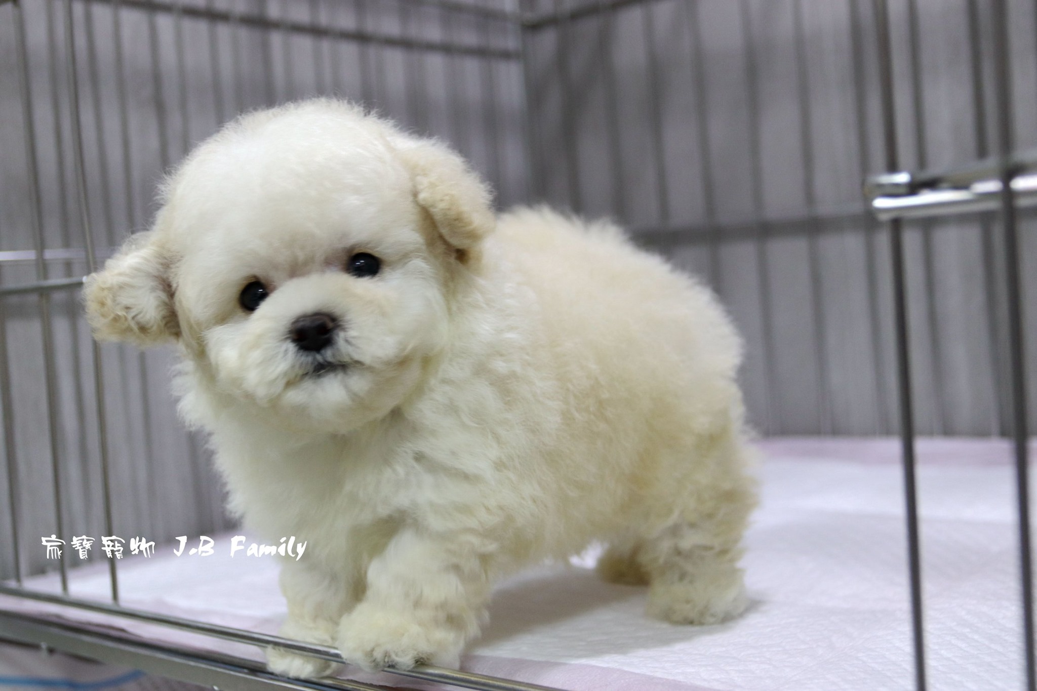 家寶寵物／白貴賓