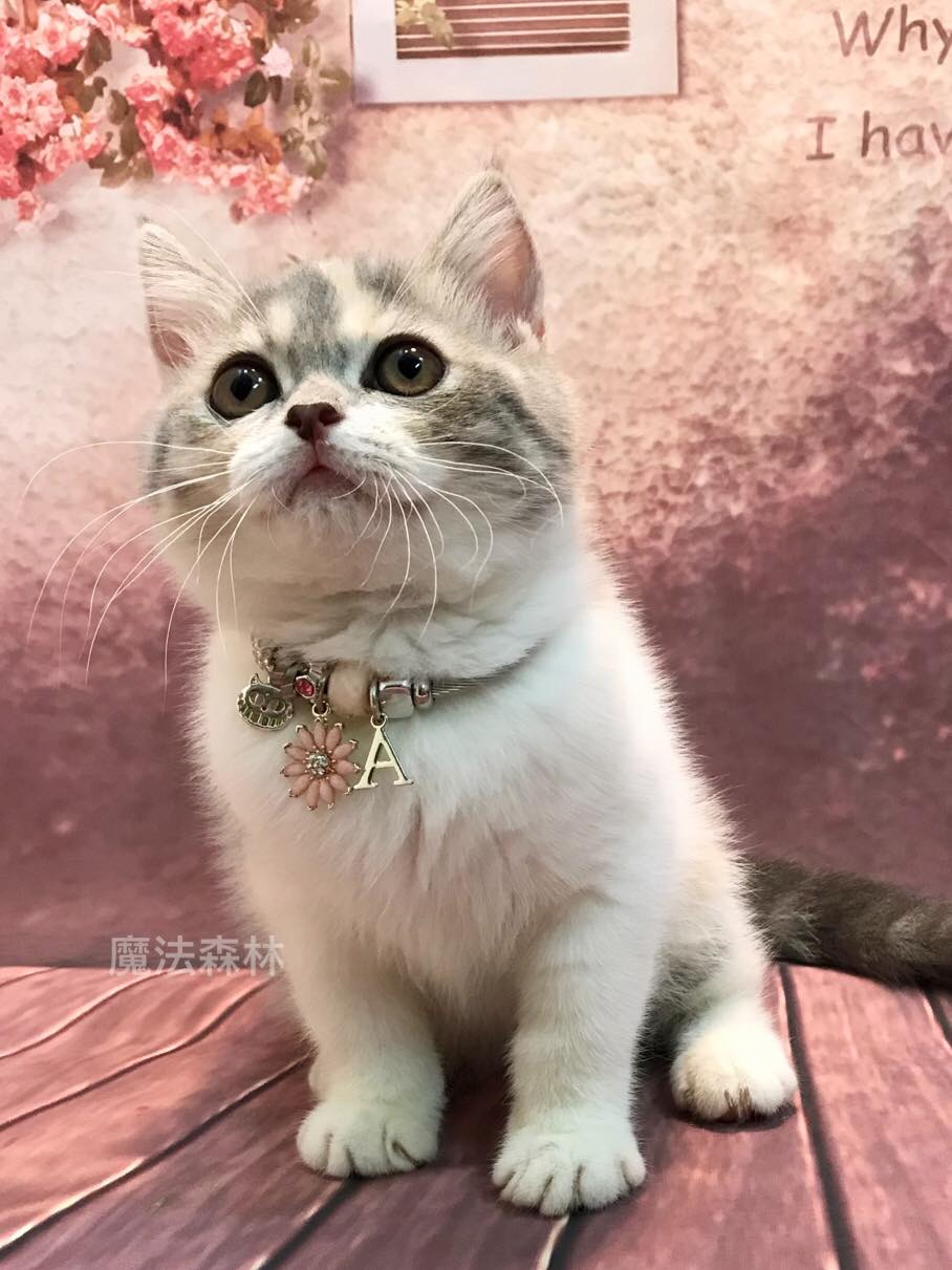 魔法森林／藍三花英短