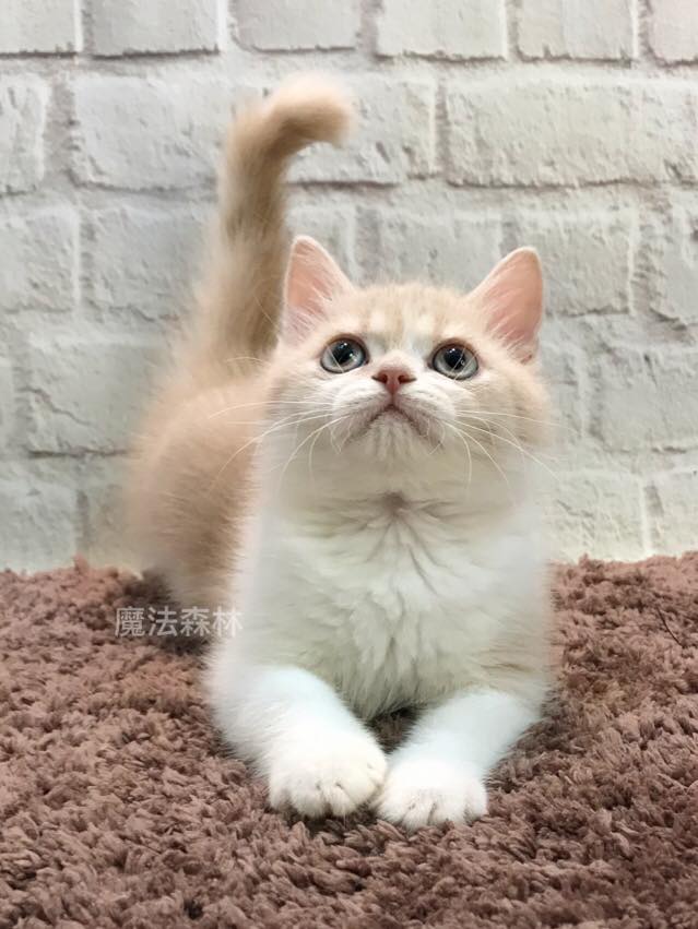 魔法森林／奶油加白英短