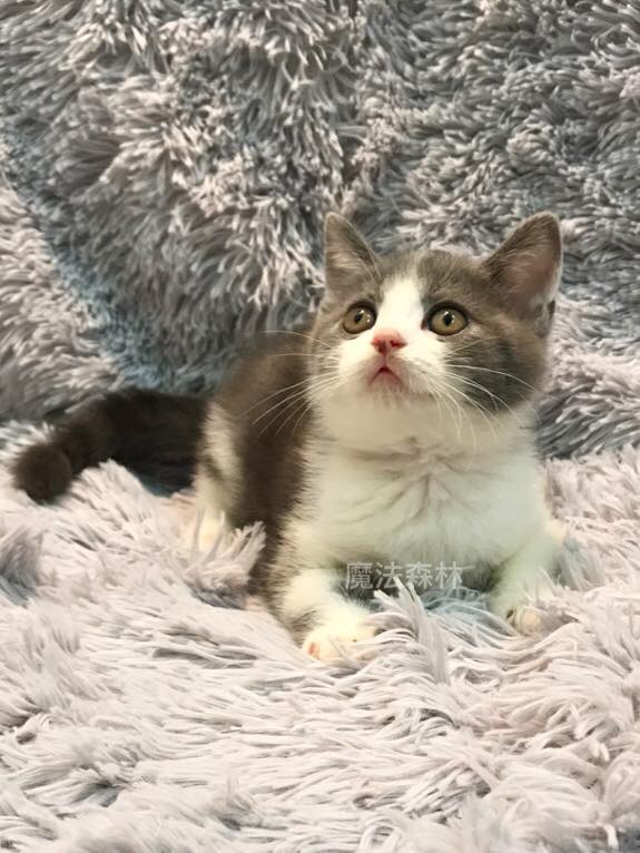 魔法森林／藍白賓士英短