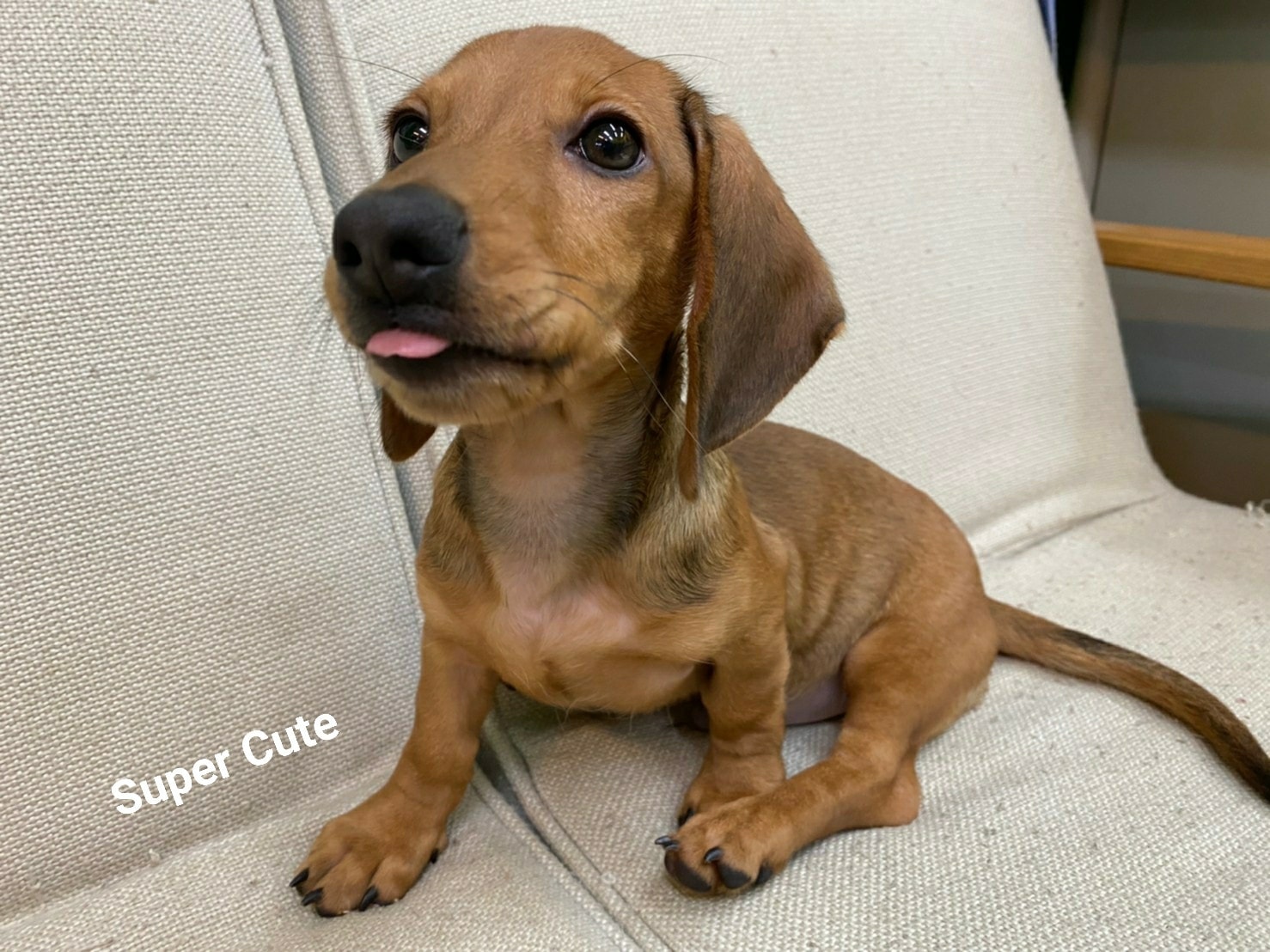 超可愛名犬社／短毛臘腸