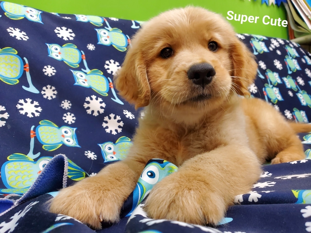 超可愛名犬社／黃金獵犬