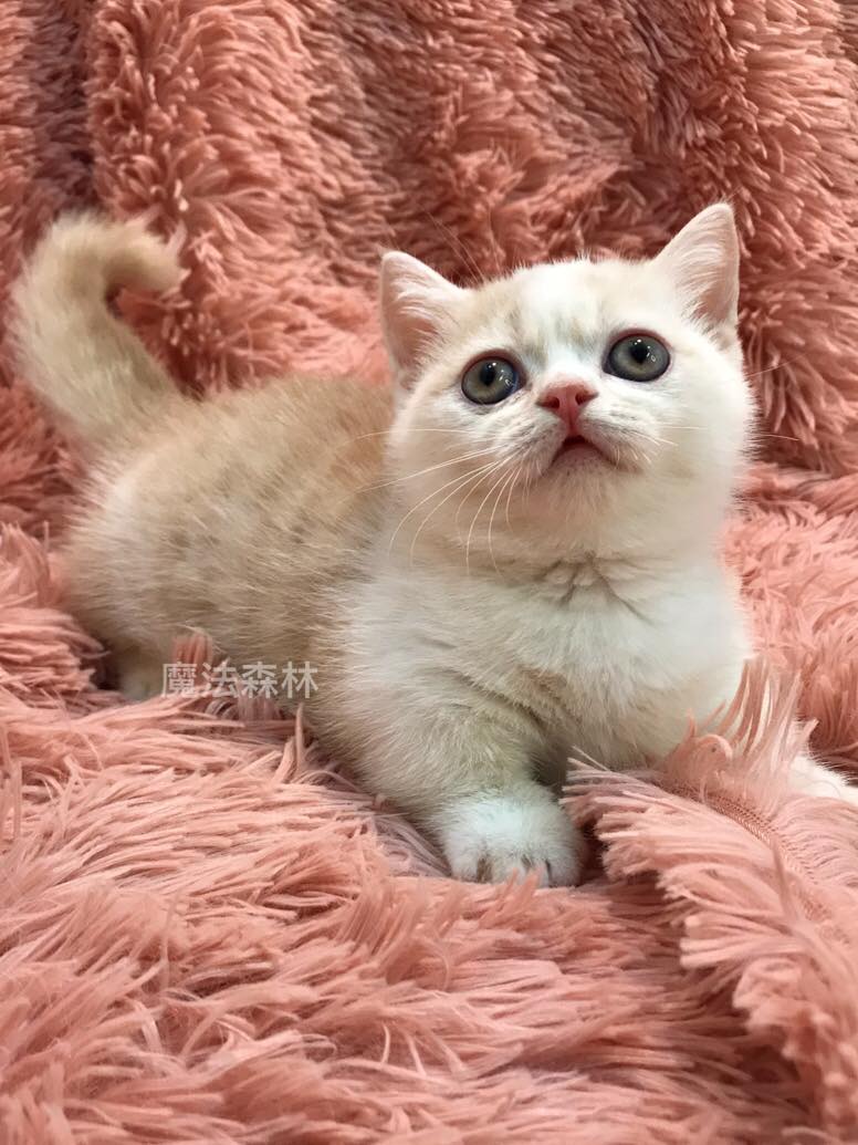 魔法森林／奶油小步舞曲