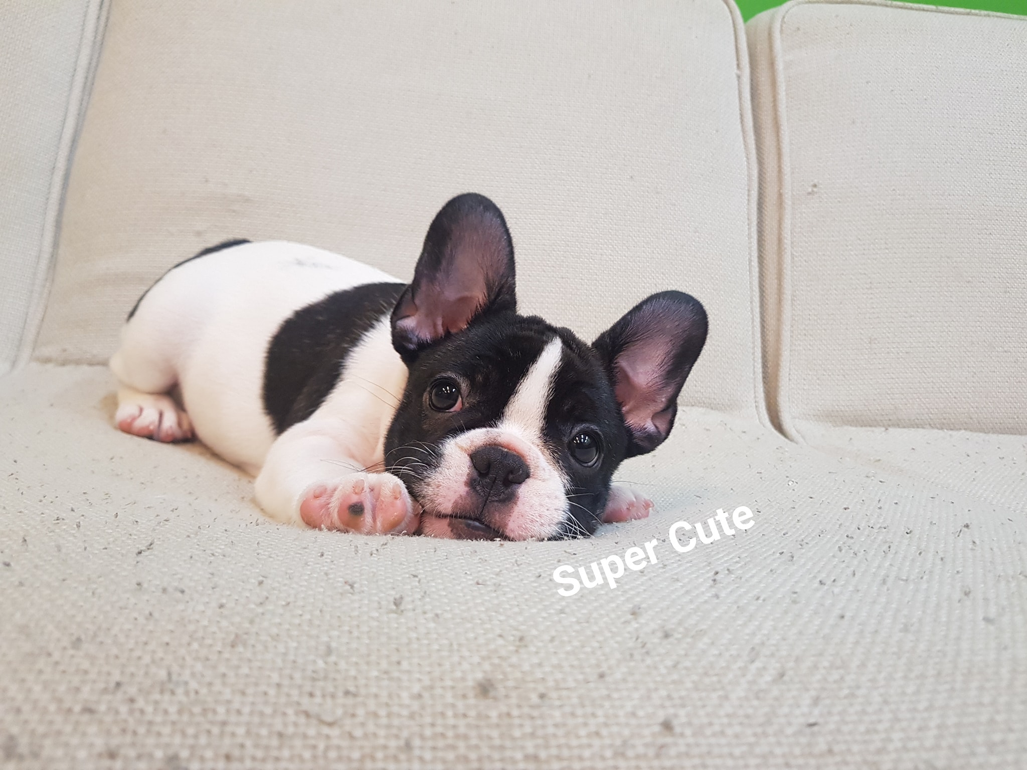 超可愛名犬社／法鬥