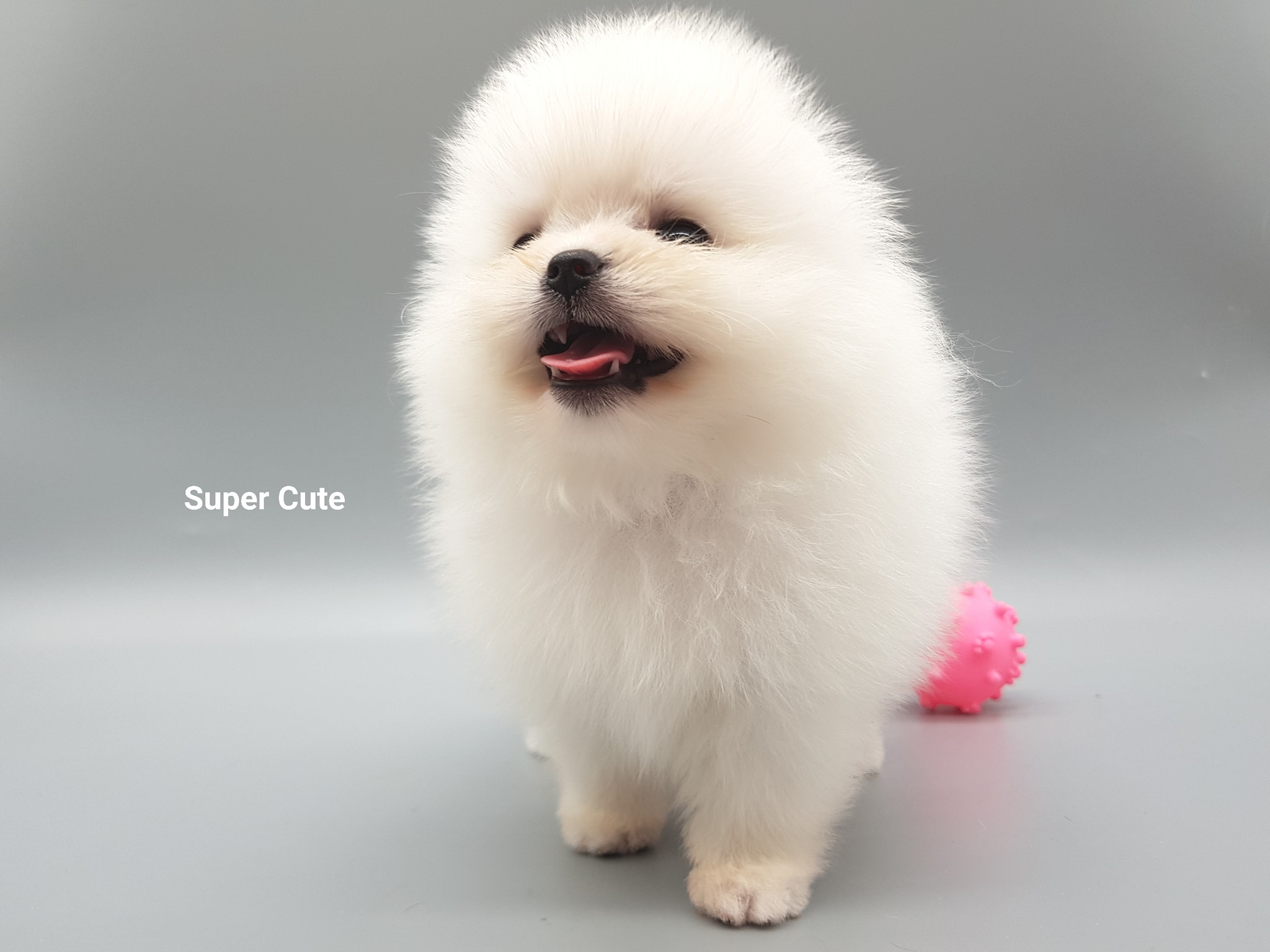 超可愛名犬社／白博美