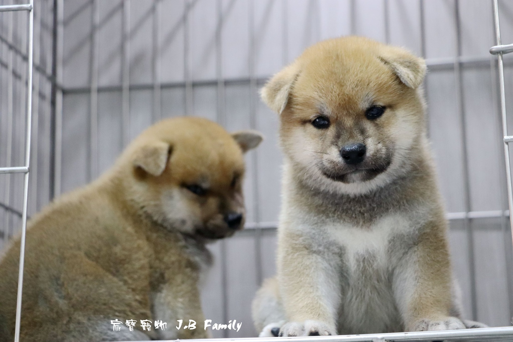家寶寵物／赤色柴犬- 小白故事| 幼犬貓買賣知識分享| 合法寵物店