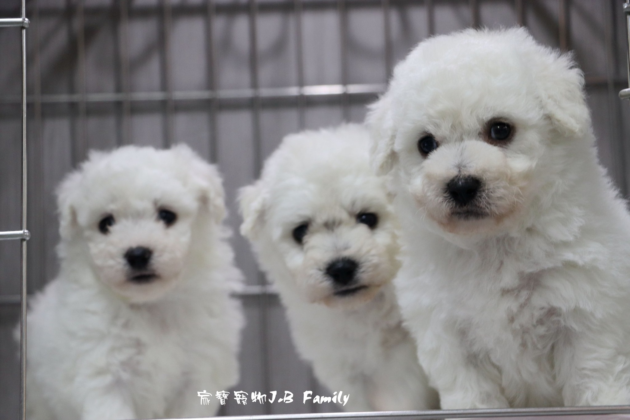 家寶寵物／棉花糖比熊犬