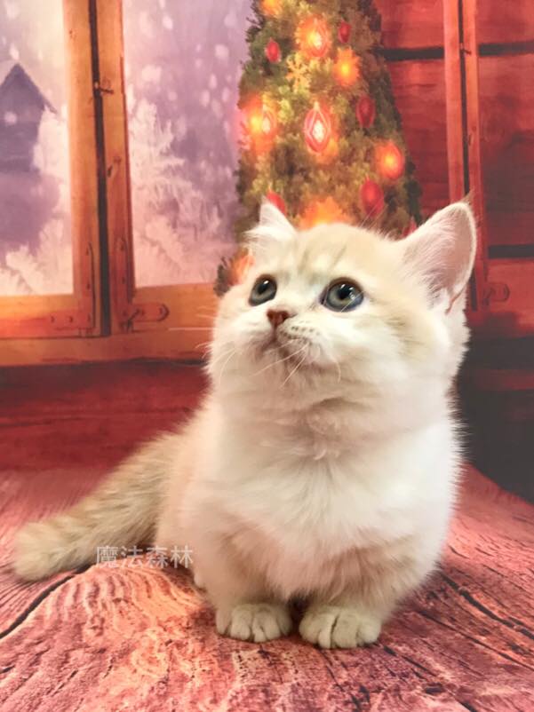 魔法森林／奶油加白小步舞曲