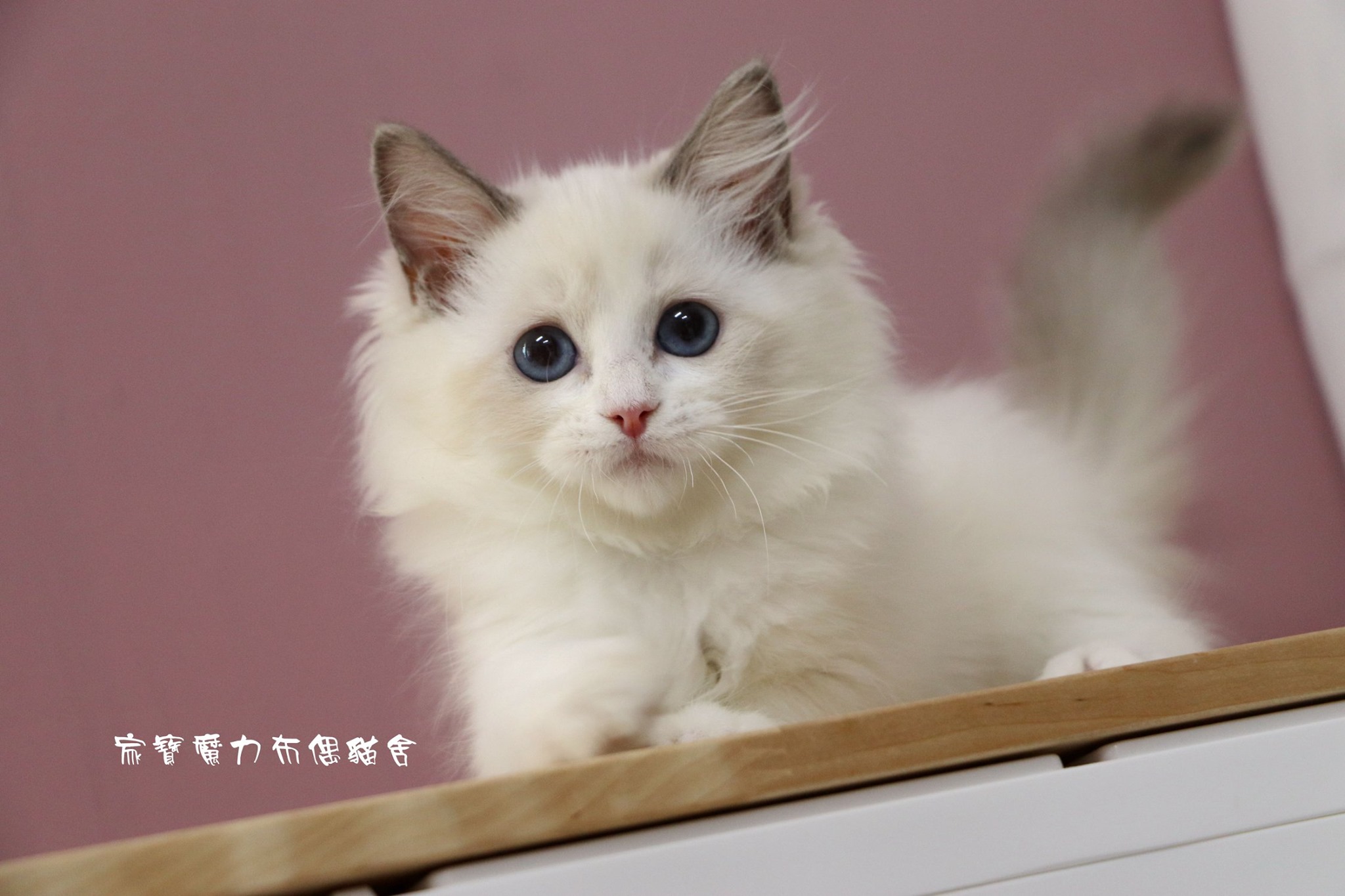 家寶寵物／藍雙色布偶貓女生