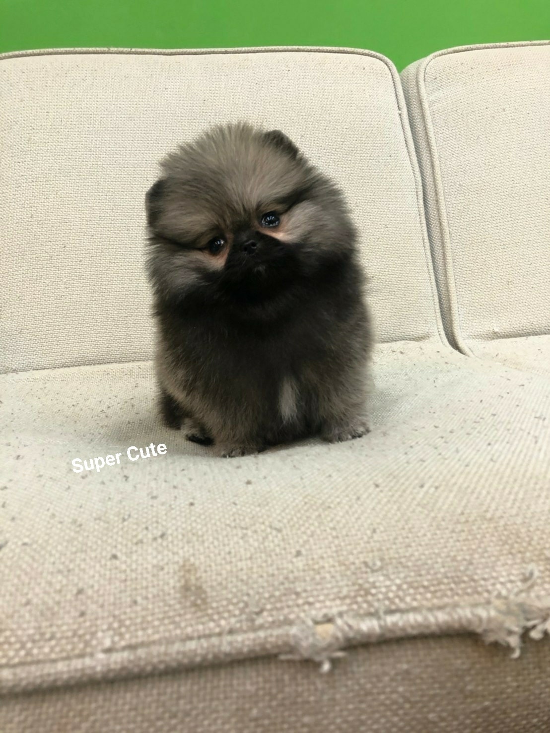 超可愛名犬社／超可愛的奶油博美