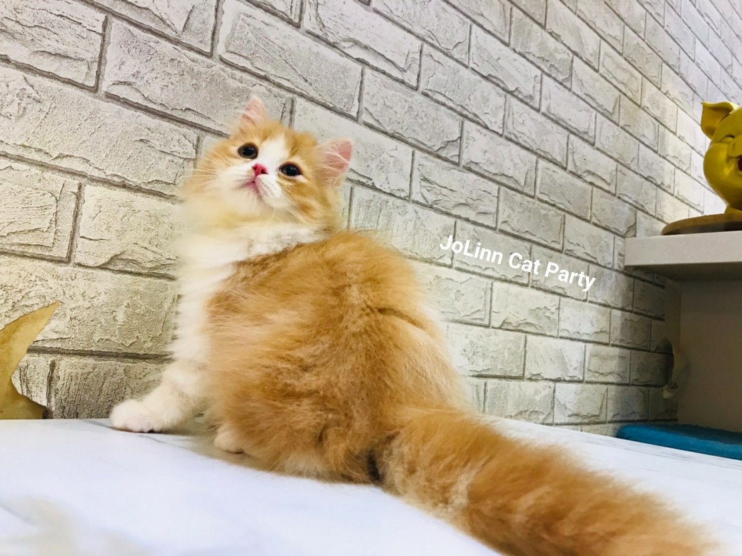 貓咪派對／橘白正賓士波斯貓