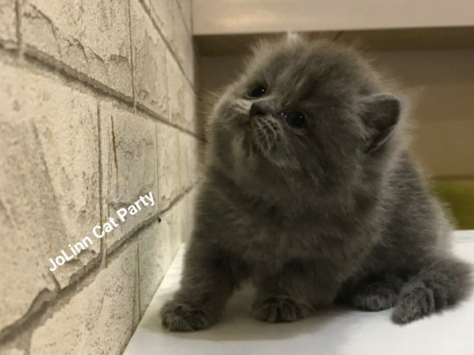 貓咪派對／呆萌臉 藍色 英國長毛貓