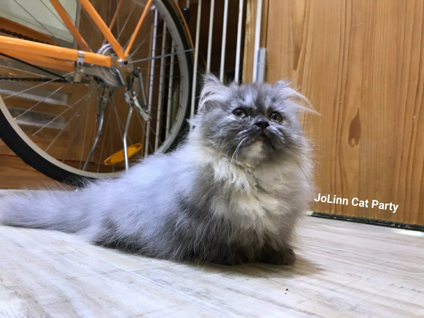 貓咪派對／藍底奶油花 小步舞曲 松鼠喵