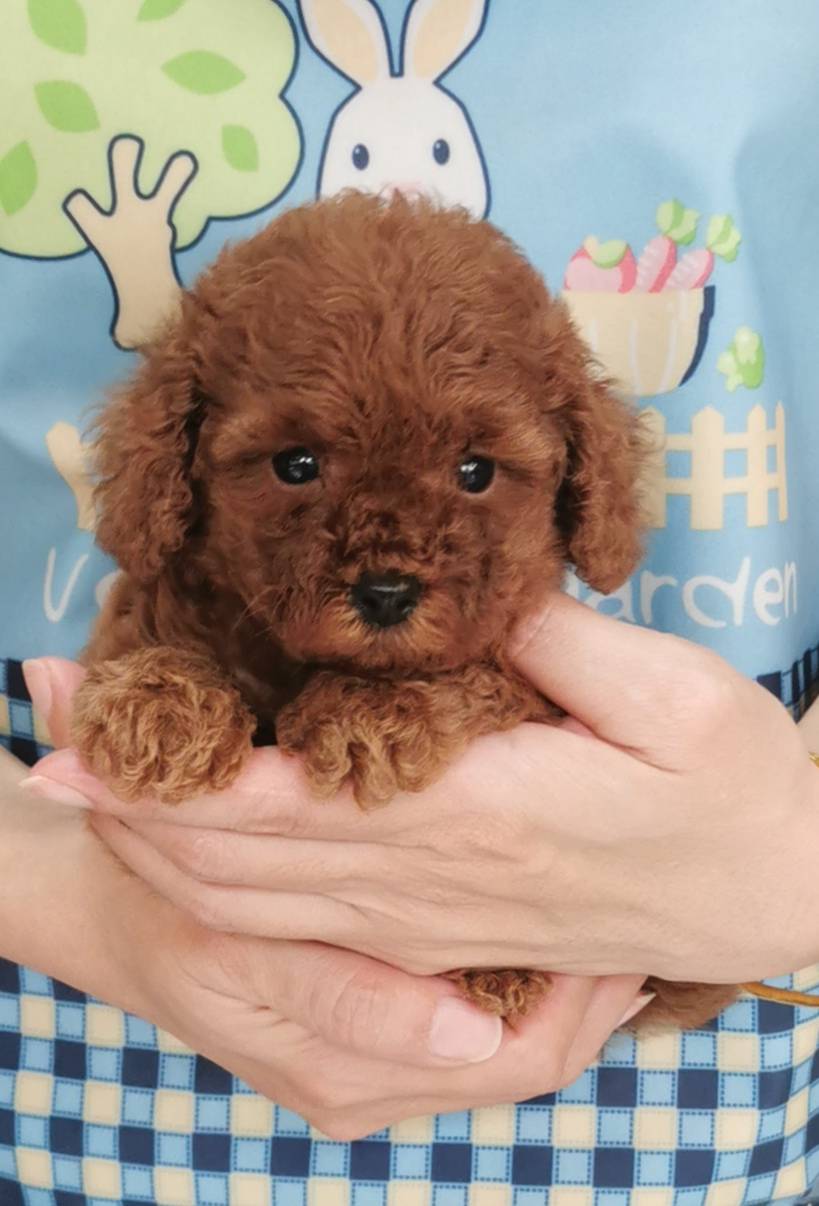 欣愛精品寵物生活館／深紅迷你 紅貴賓