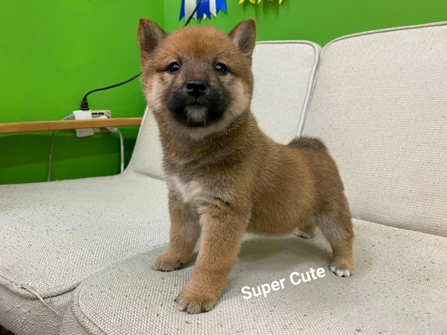 超可愛名犬社／超可愛的赤柴寶寶