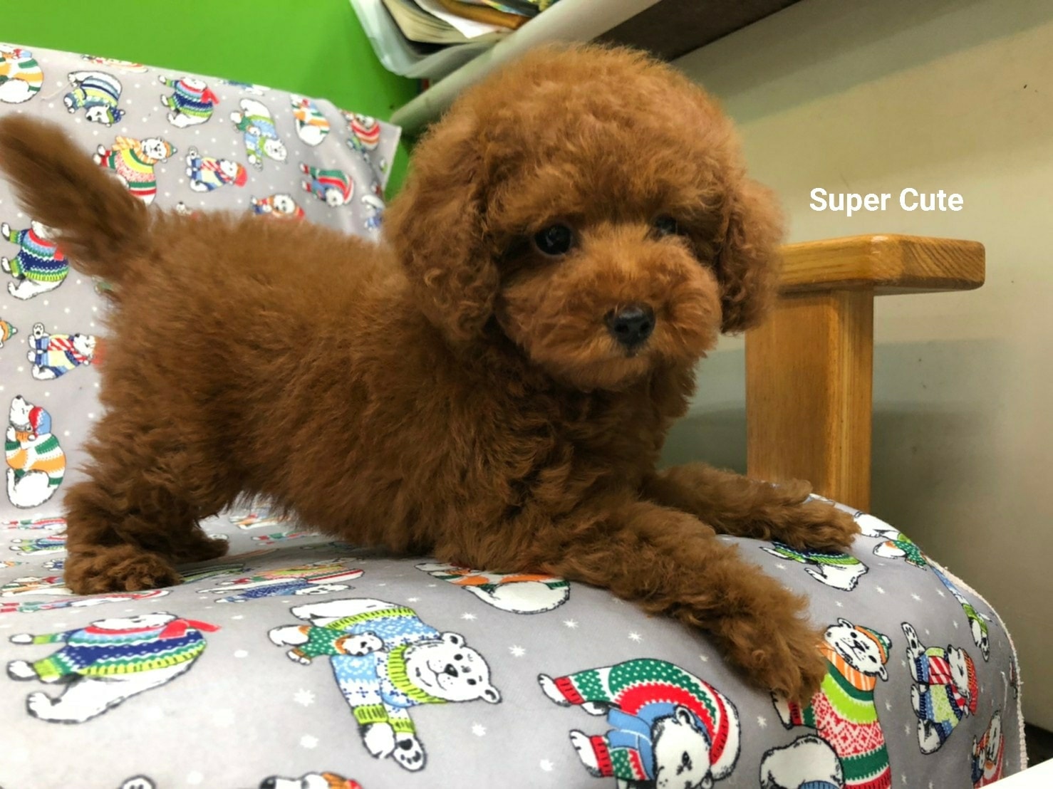 超可愛名犬社／超可愛的紅貴賓寶寶