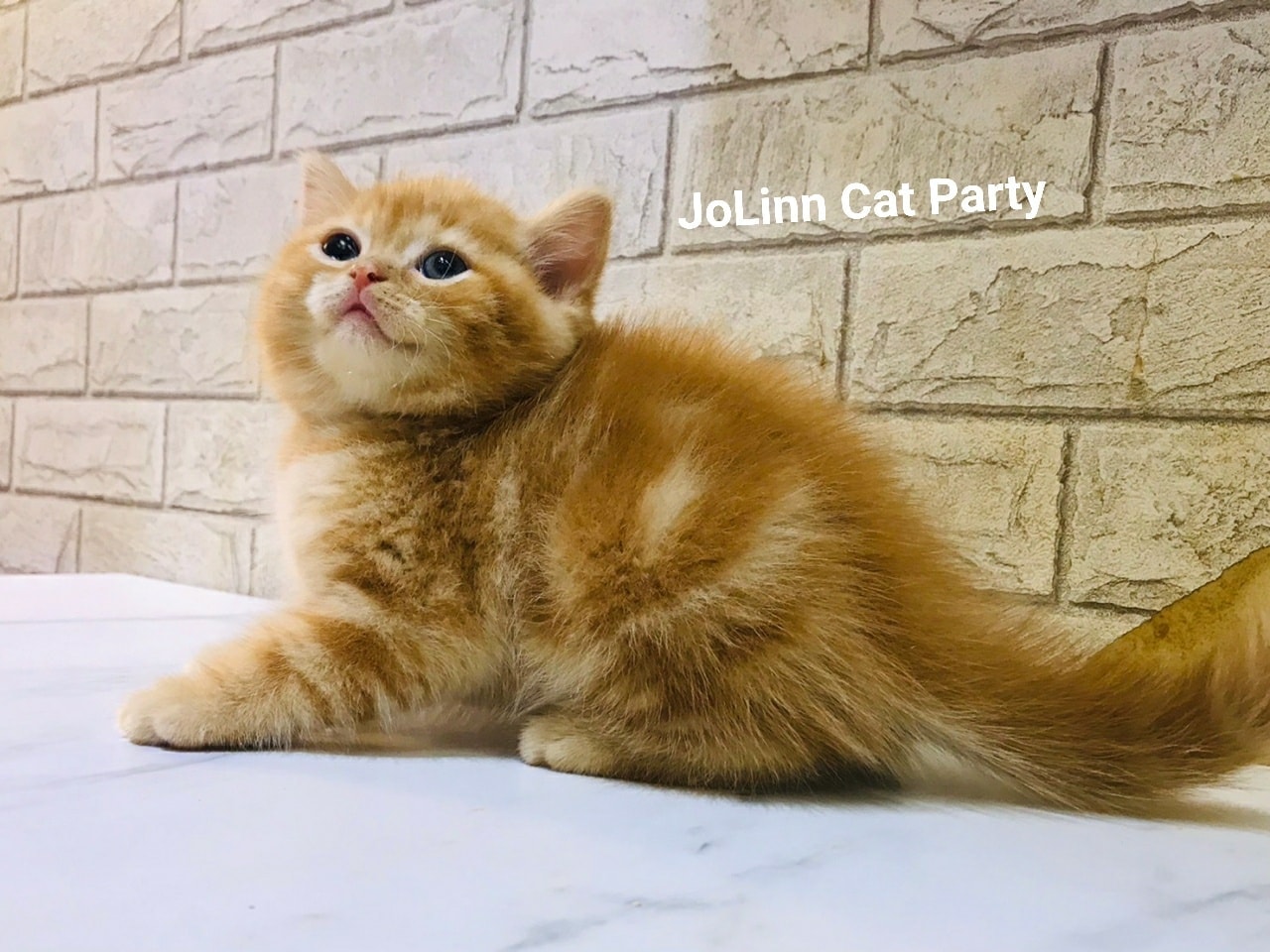 貓咪派對／橘子色螺紋美短