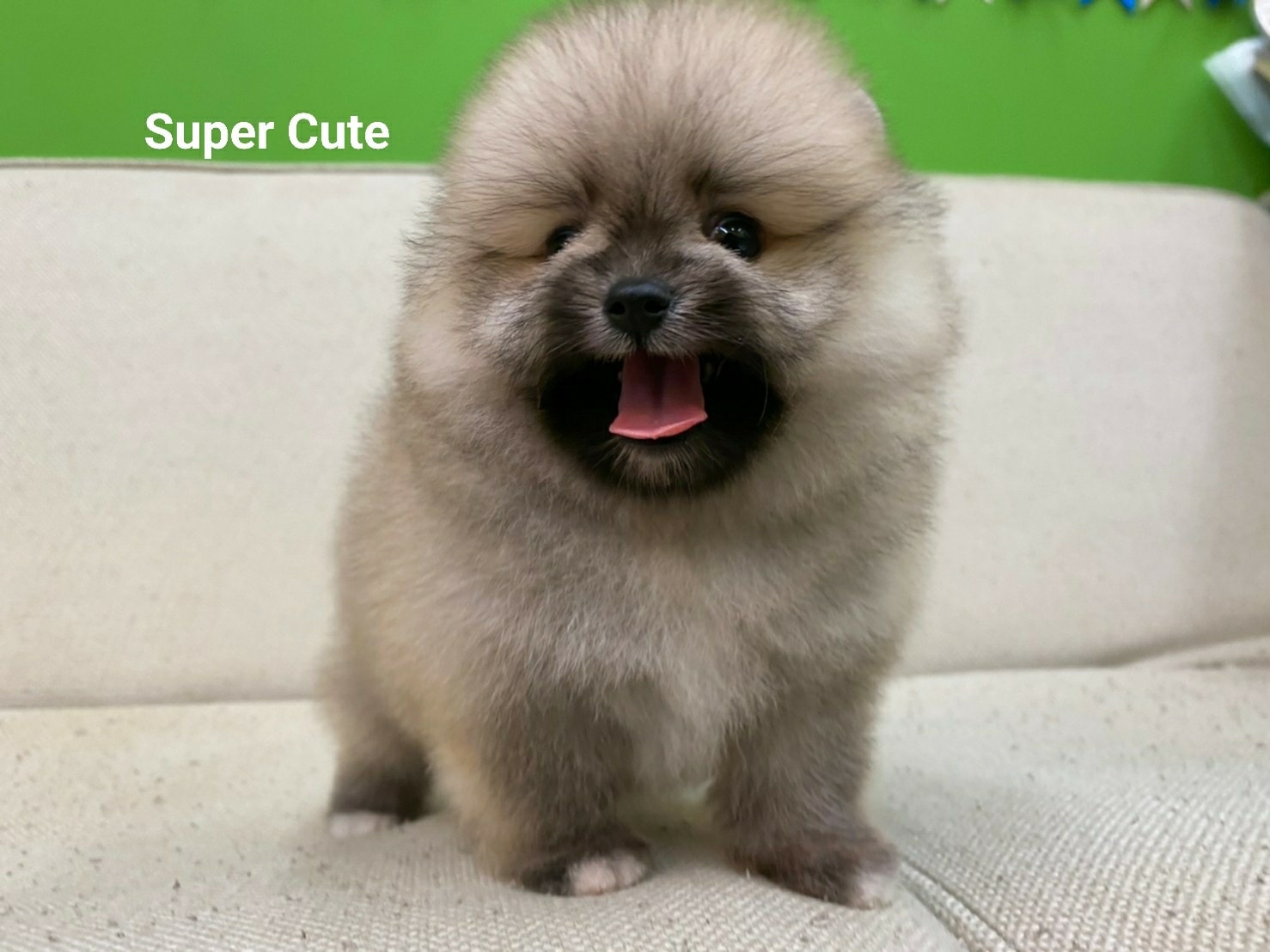 超可愛名犬社／超可愛的奶油博美