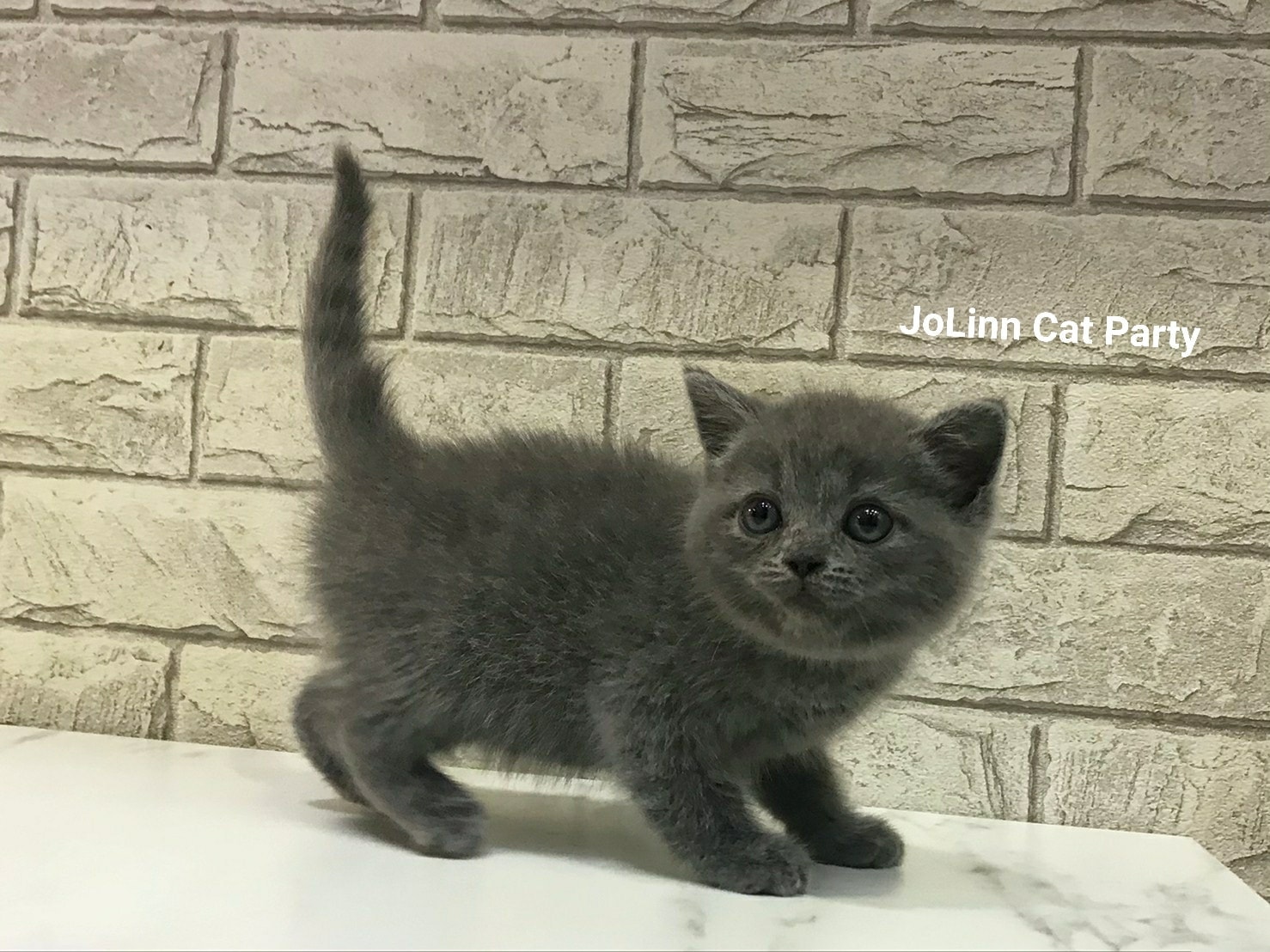 貓咪派對／包子臉藍英短