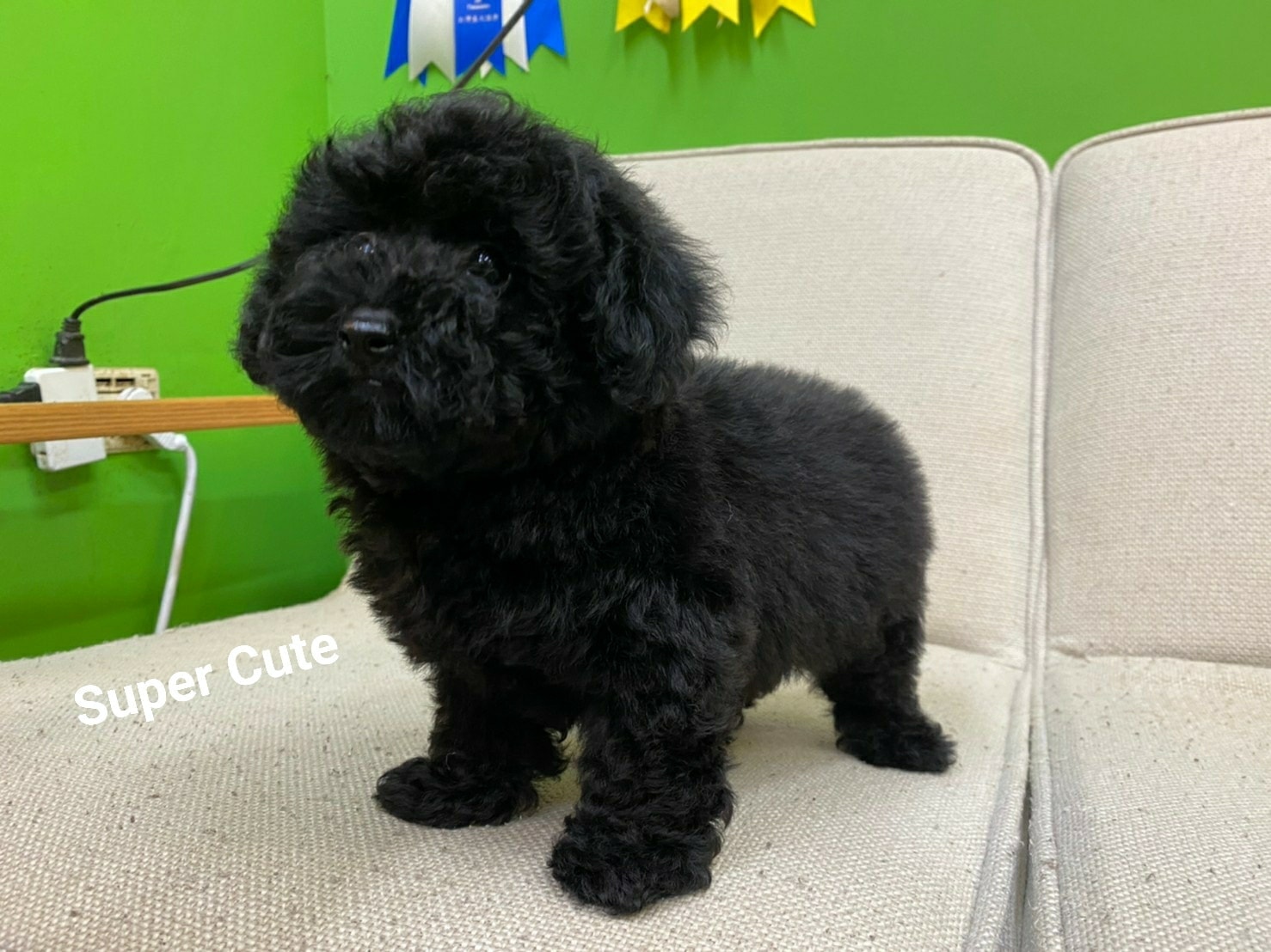 超可愛名犬社／超可愛的黑貴賓寶寶