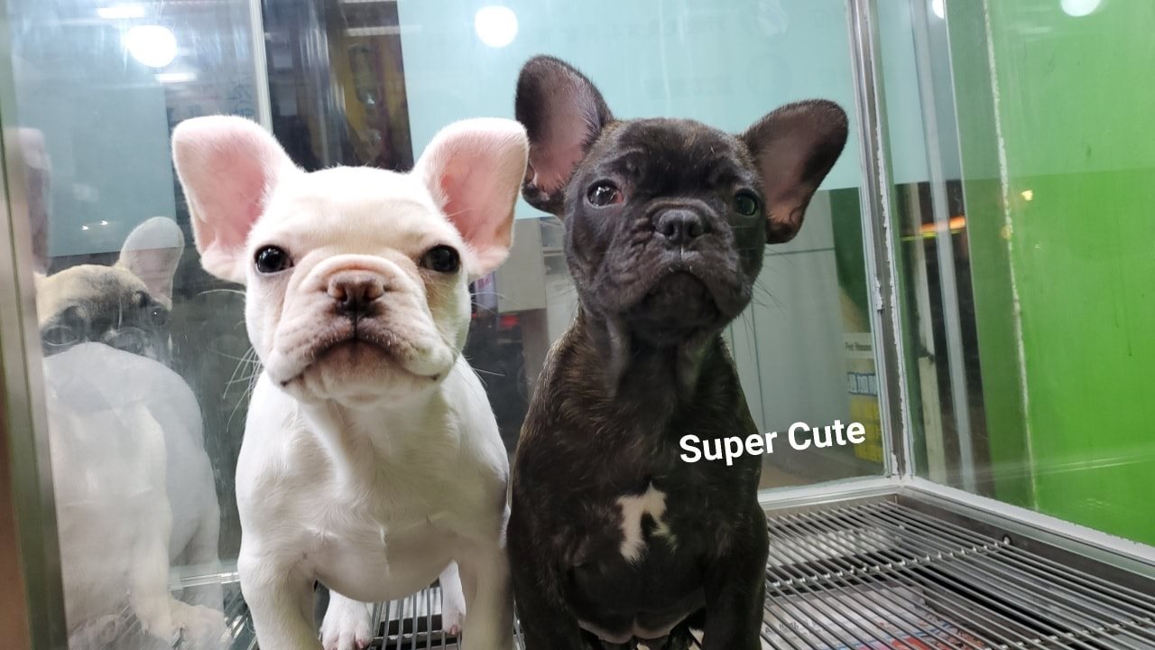 超可愛名犬社／奶油法鬥 黑虎斑法鬥