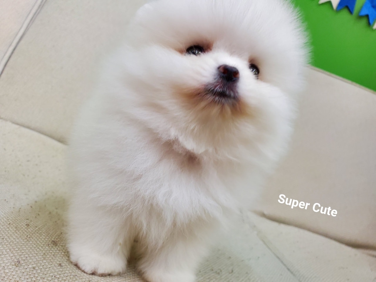 超可愛名犬社／松鼠白博美妹妹