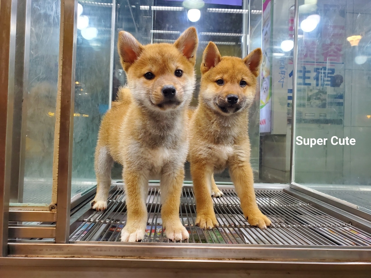 超可愛名犬社／超可愛的赤柴姐妹花