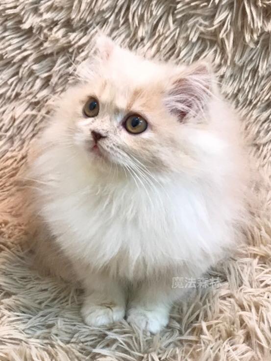 魔法森林／奶油白領巾 非標準小步舞曲貓