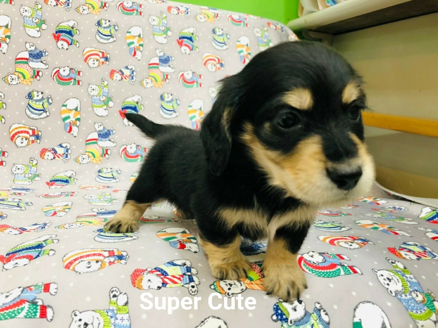 超可愛名犬社／超可愛的黑四目長毛臘腸