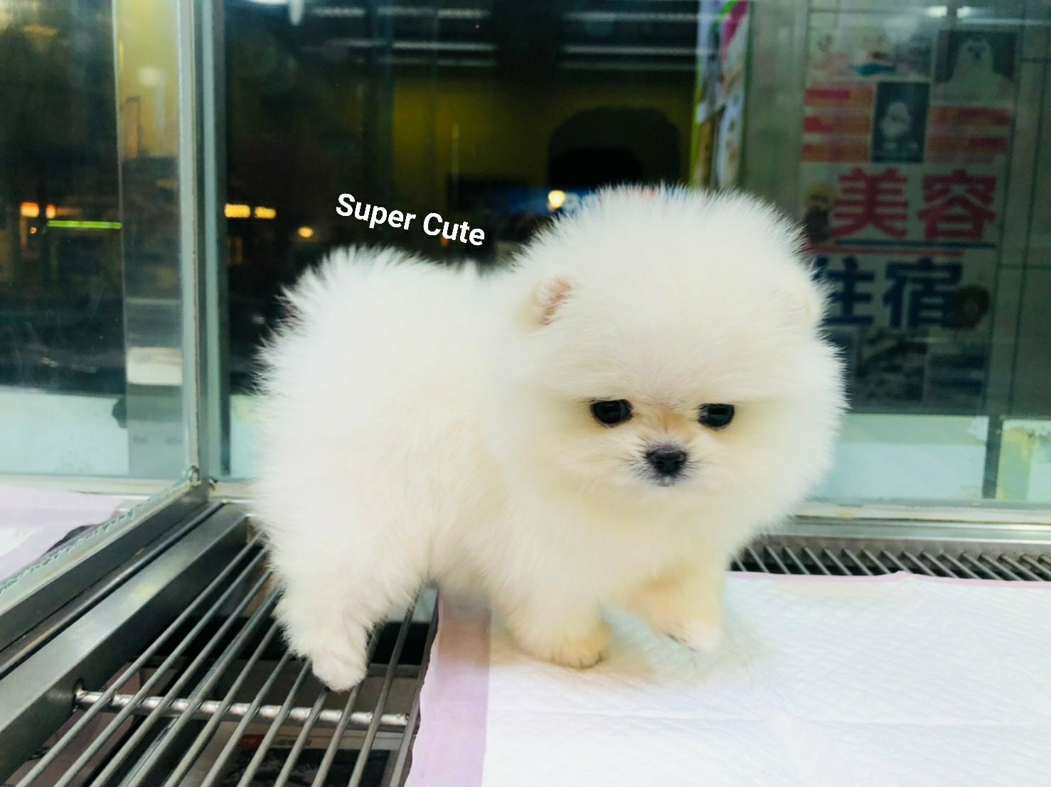 超可愛名犬社／超可愛的白色松鼠博美