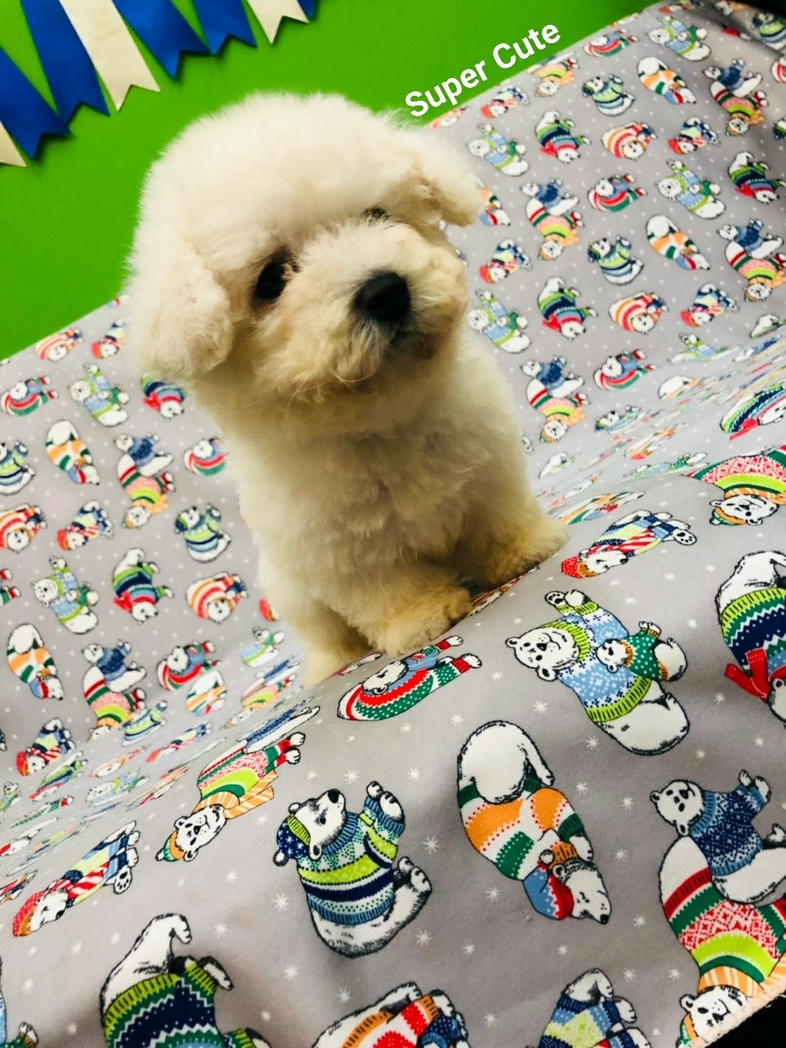 超可愛名犬社／超可愛的毛絨絨小比熊