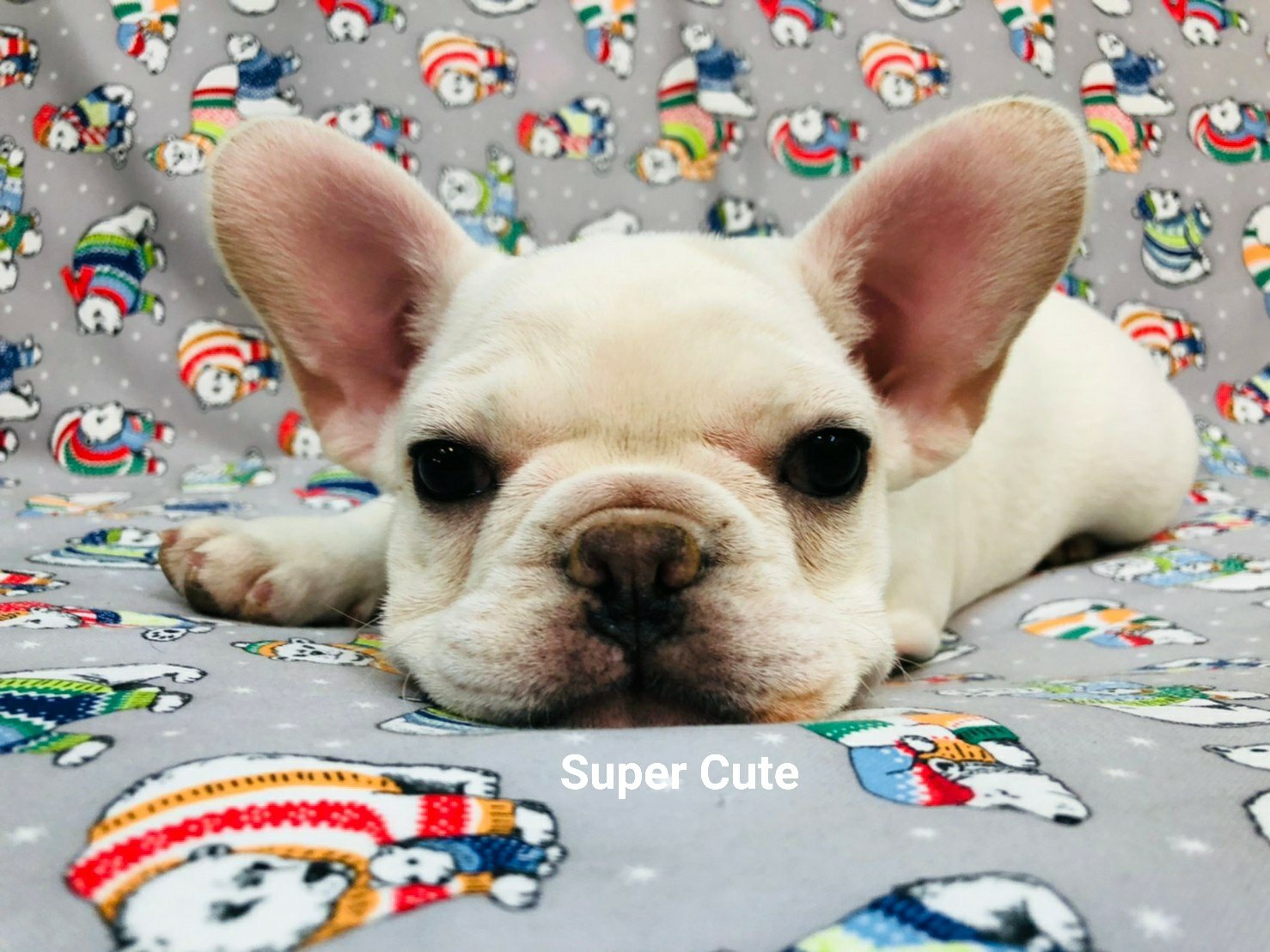 超可愛名犬社／超可愛的奶油 黑面法鬥