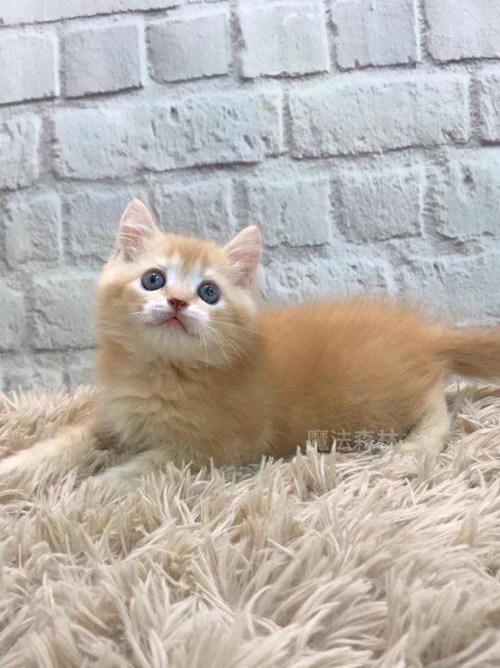 魔法森林／亮橘色英短妹妹