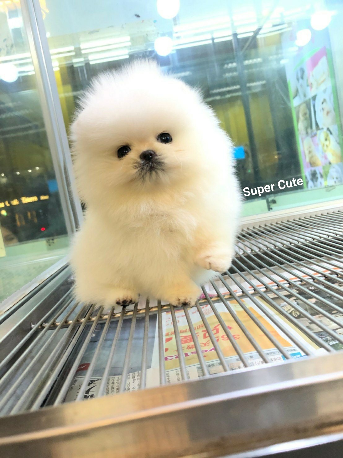 超可愛名犬社／超可愛的白色松鼠博美