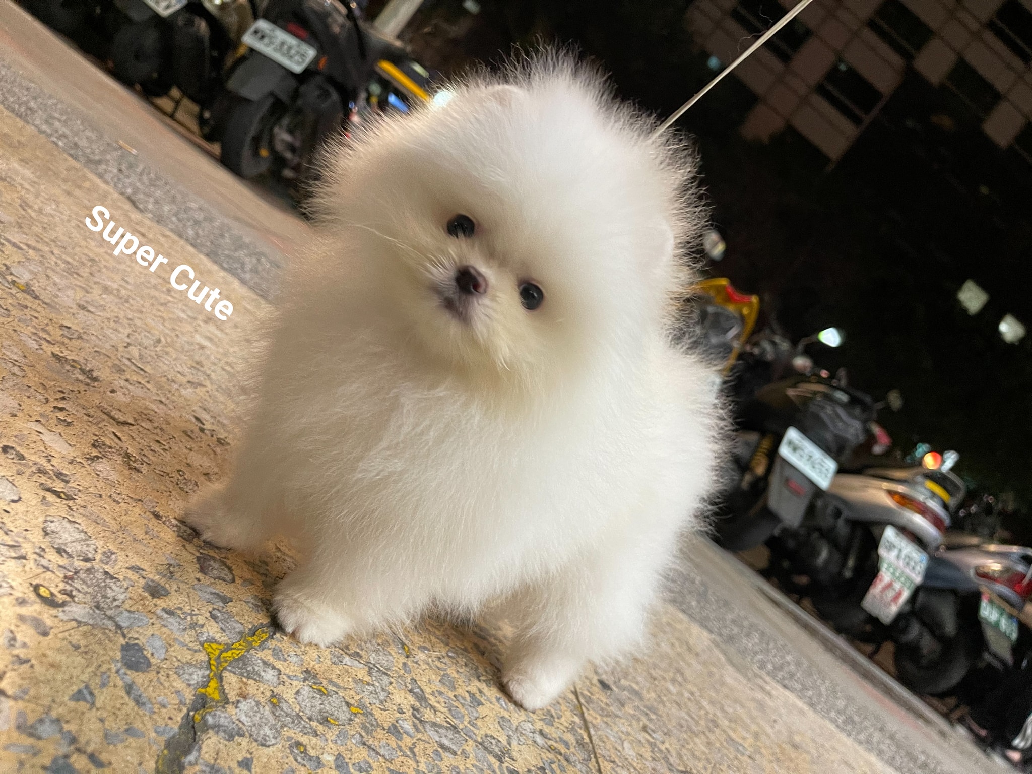 超可愛名犬社／超可愛的白博美