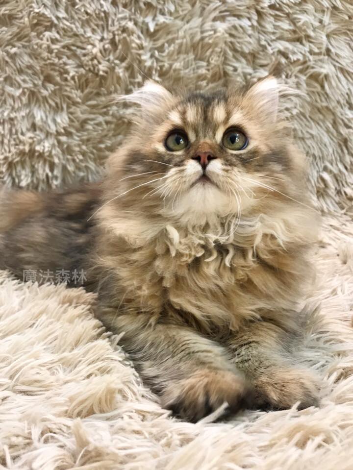 魔法森林／黑金漸層色 長毛 黃金金吉拉