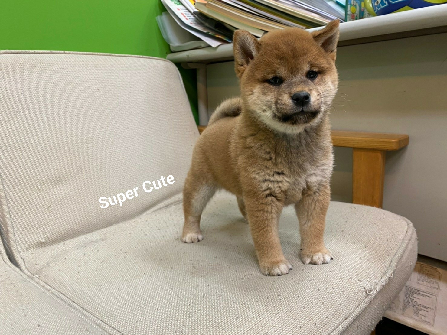 SHIBA – 小白故事| 幼犬貓買賣知識分享| 合法寵物店
