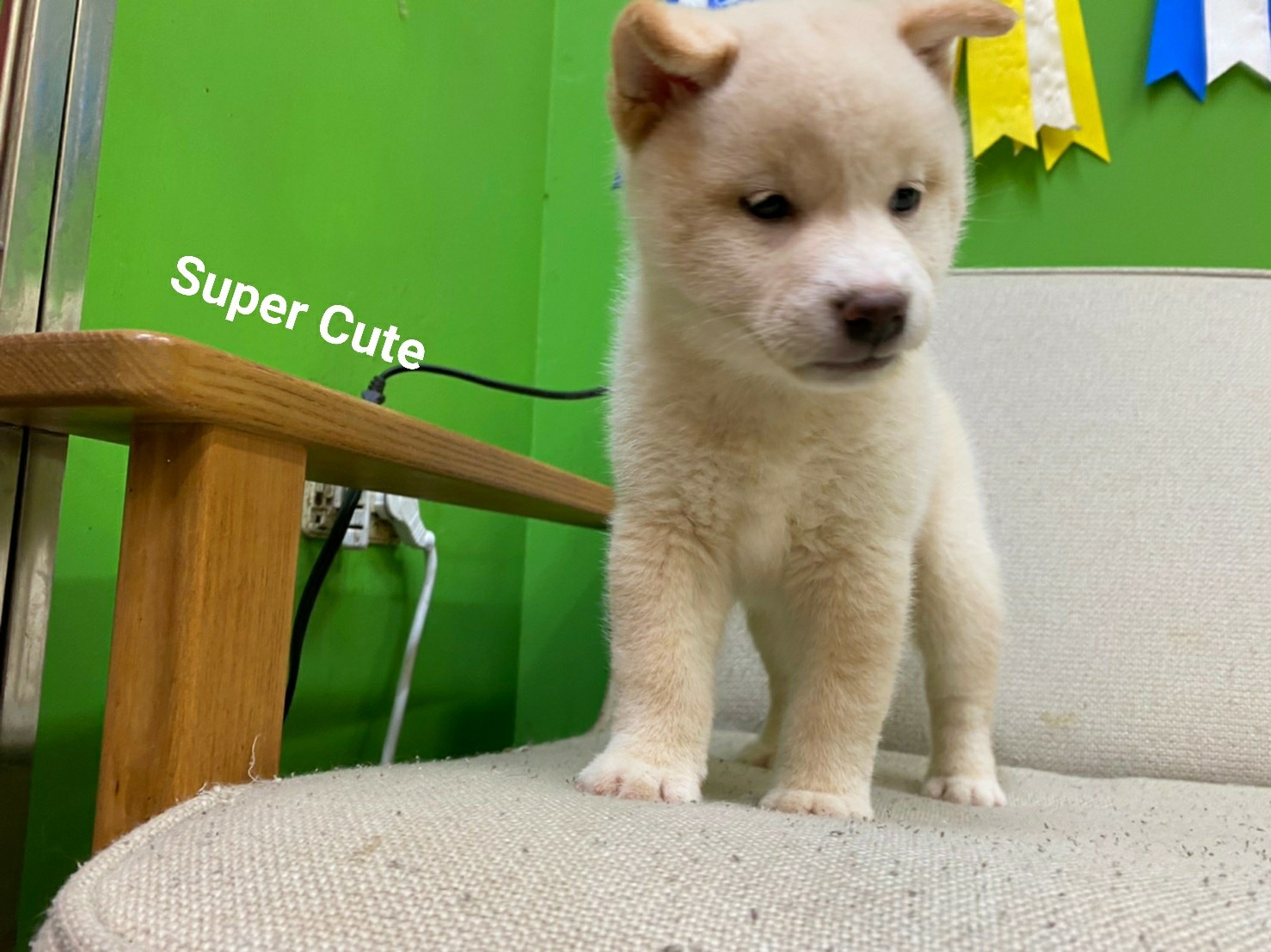 超可愛名犬社／超可愛的白柴shiba