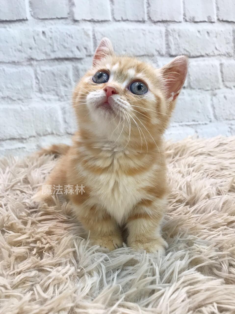 魔法森林／藍奶三花+金橘妹妹 短腿曼次肯姊妹花