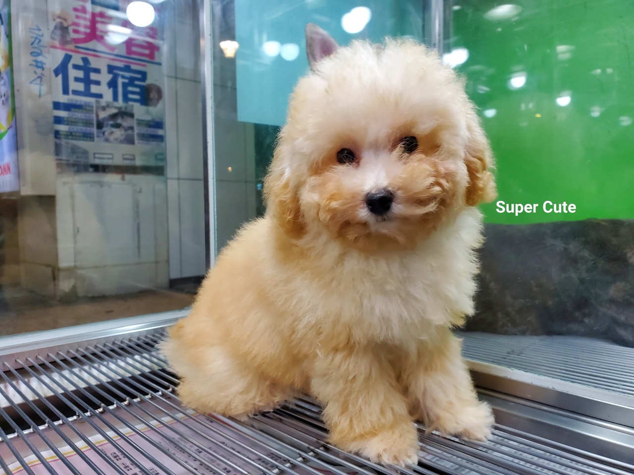 超可愛名犬社／超可愛的奶油貴賓