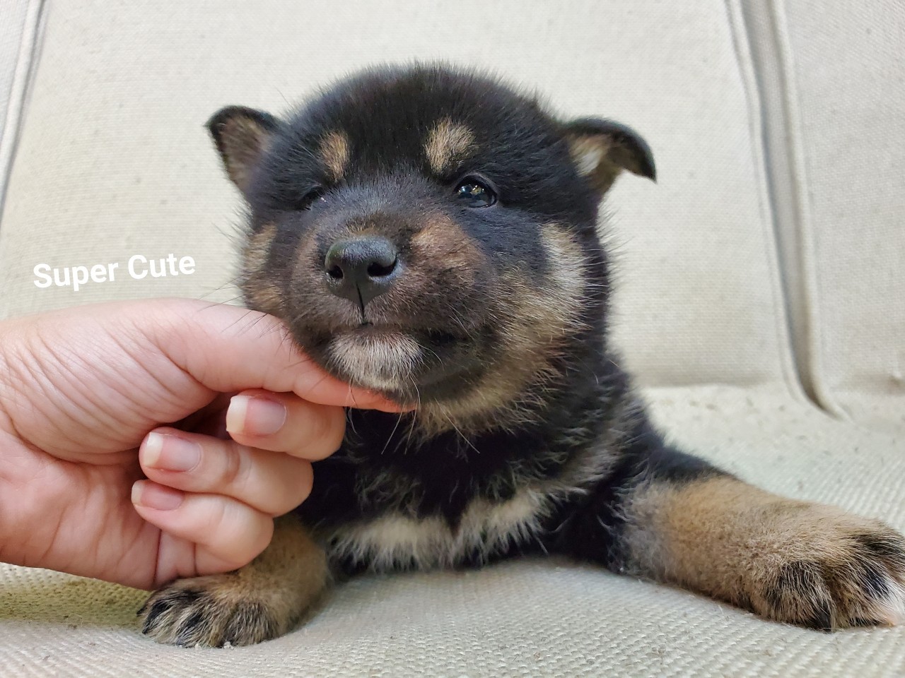 超可愛名犬社／超可愛的黑四目柴犬