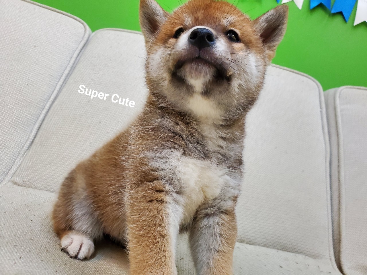 SHIBA – 小白故事| 幼犬貓買賣知識分享| 合法寵物店