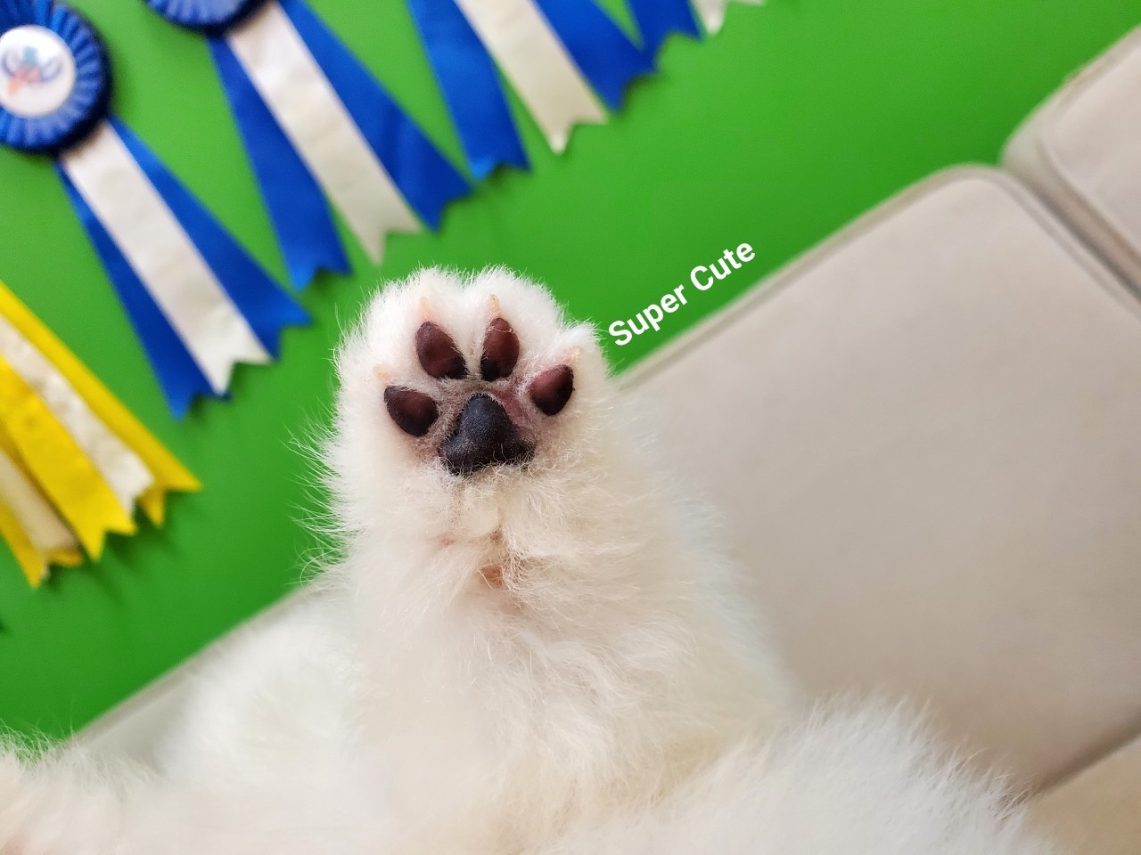 超可愛名犬社／超可愛的白博美幼犬