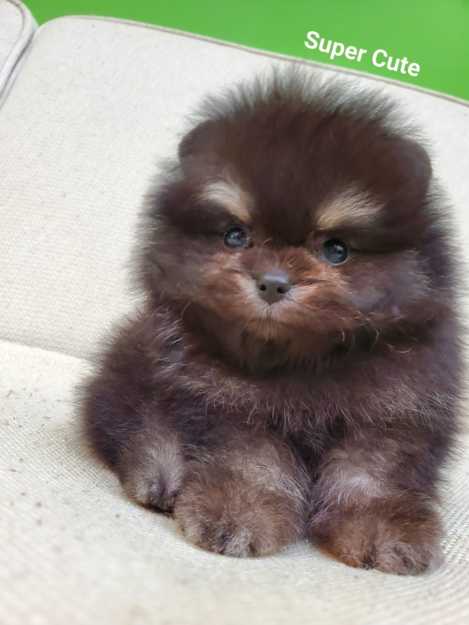 超可愛名犬社／超可愛的黑四目博美